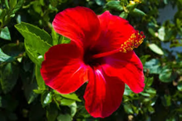 ମନ୍ଦାର ଫୁଲର ଉପକାରିତା  ବିଷୟରେ ଜାଣନ୍ତୁ