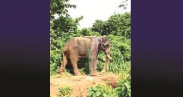 ମୁକୁଳିଲା ନରହନ୍ତା ରାକେଶ : ୯ ମାସ ଧରି ବତାଉଥିଲା ବନ୍ଦୀ ଜୀବନ, ଖୋଲା ଏନ୍‌କ୍ଲୋଜର୍‌ରେ ଛଡ଼ାହେଲା