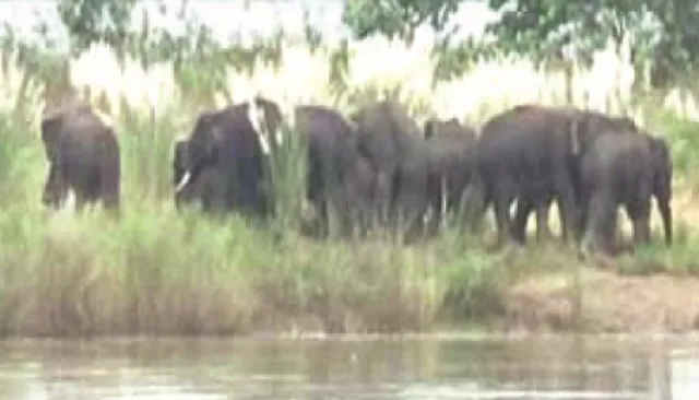 ମହାନଦୀ ପଠାରେ ଫସିଛନ୍ତି ୧୫ ହାତୀ