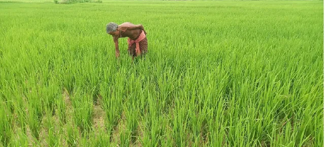 ଲୋକାୟୁକ୍ତଙ୍କ ଶୁଣାଣି ପରେ ଚକଡ଼ା ପୋକ କ୍ଷତିଗ୍ରସ୍ତ କୃଷକଙ୍କୁ ମିଳିଲା ଆର୍ଥିକ ସହାୟତା