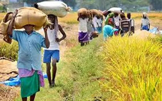 ଗଞ୍ଜାମ ଚାଷୀ ସବୁ‌ କ୍ଷେତ୍ରରେ ପ୍ରତାରିତ, ତେଜୁଛି ଅସନ୍ତୋଷ