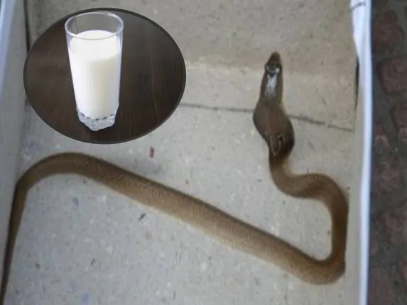 ଅଜଣାତରେ ସାପ ମୁହଁ ମାରିଥିବା କ୍ଷୀର ପିଇ ଦୁଇ ଭଉଣୀଙ୍କ ମୃତ୍ୟୁ