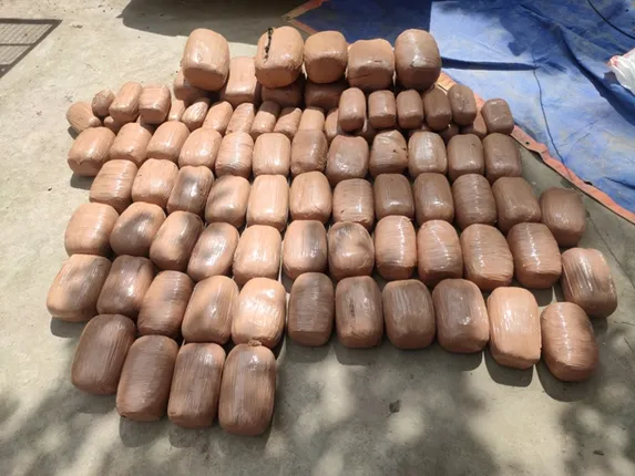 ବର୍ଷକେ ଜବତ ହୋଇଛି ୫୨୭ କୋଟିର ଗଞ୍ଜେଇ, ଉତ୍ପାଦନରେ କୋରାପୁଟ ଏକ ନମ୍ବର