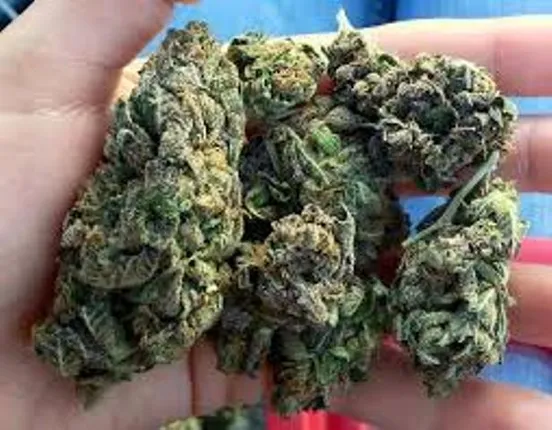 ଚୋରା ଚାଲାଣ ବେଳେ ୭୦ ଲକ୍ଷ ଟଙ୍କାର ଗଞ୍ଜେଇ ଜବତ, ଚାଳକ ସମେତ ୨ ଅଭିଯୁକ୍ତ ଫେରାର