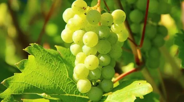 ପୁରୀରେ ଫଳୁଛି ଅଷ୍ଟ୍ରେଲିଆନ୍‌ ଅଙ୍ଗୁର