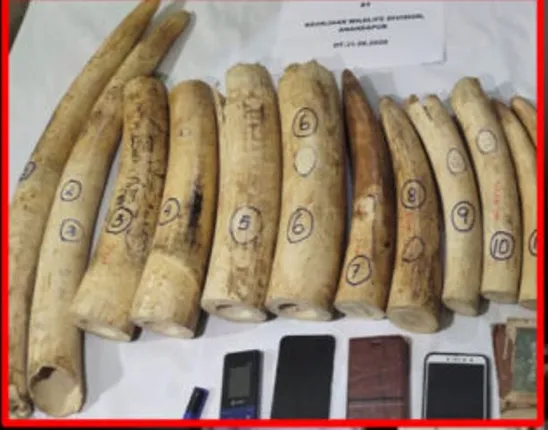 କେନ୍ଦୁଝର ଜିଲ୍ଲାର ହରିଚନ୍ଦନପୁର ଅଞ୍ଚଳରୁ ବହୁ ପରିମାଣର ହାତୀଦାନ୍ତ ଜବତ