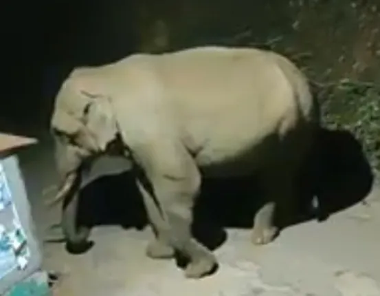 ଚନ୍ଦ୍ରଶେଖରପୁର : ହାତୀ ଭୟରେ ଚୁନୁକୋଳି ବାସିନ୍ଦା