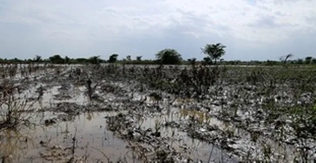 ବନ୍ୟା ଉଜାଡ଼ିଦେଲା ପନିପରିବା ଚାଷ