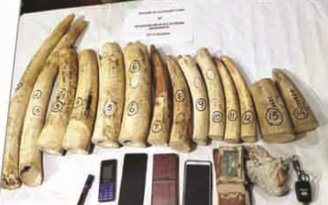 ହାତୀଦାନ୍ତ କିଲୋ ୩୫ ହଜାର! ୧୯ କିଲୋ ହାତୀଦାନ୍ତ ଜବତ, ୩ଗିରଫ