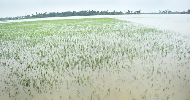 ବାଲିପାଟଣା : ଧାନ ଚାଷରୁ ଆଶା ଛାଡ଼ିଦେଲେ, ବର୍ଷକର ଭାତହାଣ୍ଡି ଉଜୁଡ଼ି ଯାଇଥିବାରୁ ଚିନ୍ତାରେ ଚାଷୀ