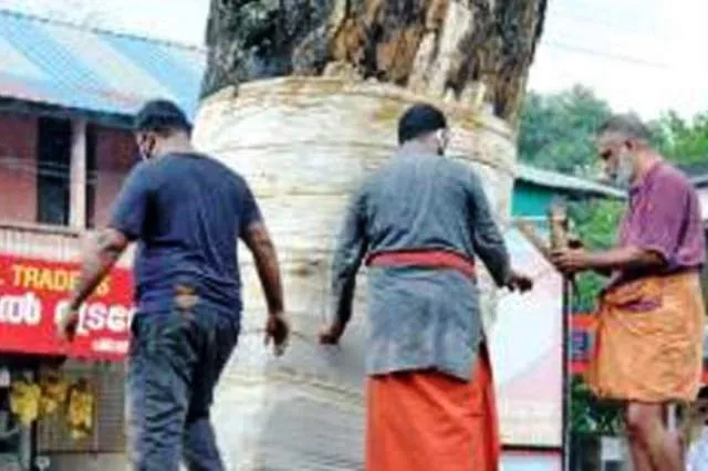 କେରଳ ଗାଁରେ ମଲା ବିଲାତି ଚାକୁଣ୍ଡା ଗଛକୁ ବଞ୍ଚାଇବା ଲାଗି ୧୫ ହଜାର ଟଙ୍କାରେ ଆୟୁର୍ବେଦ ଚିକିତ୍ସା