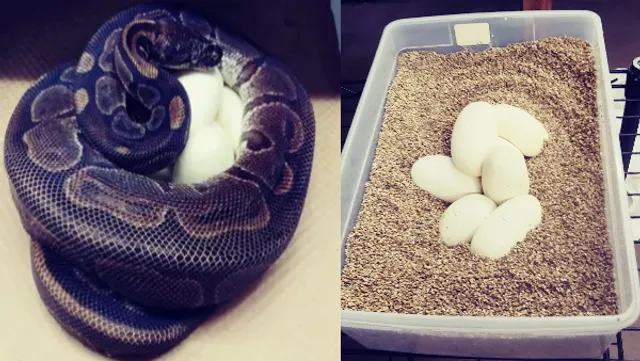 ବଡ଼ ଆଶ୍ଚର୍ଯ୍ୟ: ୧୫ବର୍ଷ ହେବ ‌କୌଣସି ଅଣ୍ଡିରା ଅଜଗର ସଂସ୍ପର୍ଶ ନଆସି ଦୁନିଆର ସବୁଠାରୁ ବୟସ୍କା ଅଜଗର ଦେଲା ଅଣ୍ଡା