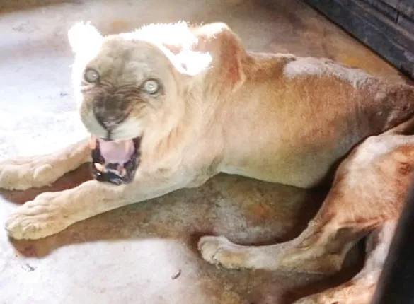 ଆଖି ବୁଜିଲା ନନ୍ଦନକାନନ ନାୟିକା ‘ସୁପ୍ରିୟା’