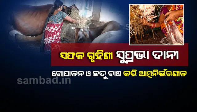 ପ୍ରାଣୀ ସମ୍ପଦ ବିକାଶ କ୍ଷେତ୍ରରେ ସୁପ୍ରଭା ଦାନୀଙ୍କ ସଫଳତା, ନିଜେ ରୋଜଗାର କରି ଚଳାଉଛନ୍ତି ୫ ପରିବାର