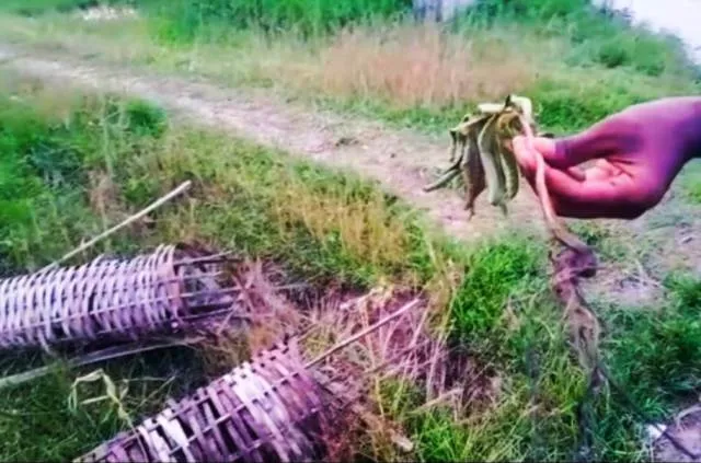 ତିହିଡ଼ି : ପରିବେଶ ପାଇଁ ହୋଇଥିଲା ବୃକ୍ଷରୋପଣ, ବ୍ୟକ୍ତିଗତ ରାଗ ରଖି ଉପାଡ଼ି ଦେଲେ ଅସାମାଜିକ ବ୍ୟକ୍ତି