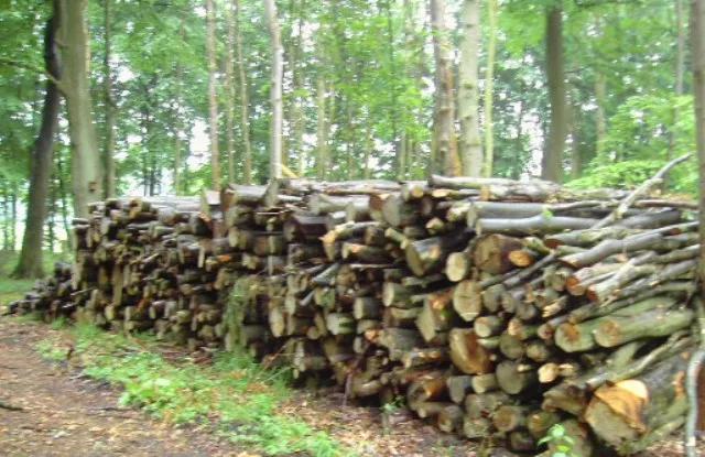 ରକ୍ଷକ ଯିଏ, ଭକ୍ଷକ ସିଏ! ୨ ଶହ ଗଛ କାଟିଦେଲେ ବନ ବିଭାଗ