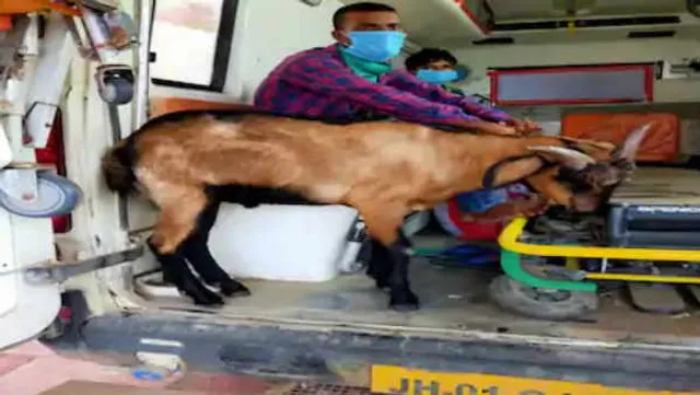 କରୋନା ସଂକ୍ରମିତ ମାଲିକଙ୍କୁ ନେଇଯାଉଥିବାର ଦେଖି ଆମ୍ବୁଲାନ୍ସରେ ଚଢ଼ିଗଲା ଛେଳି