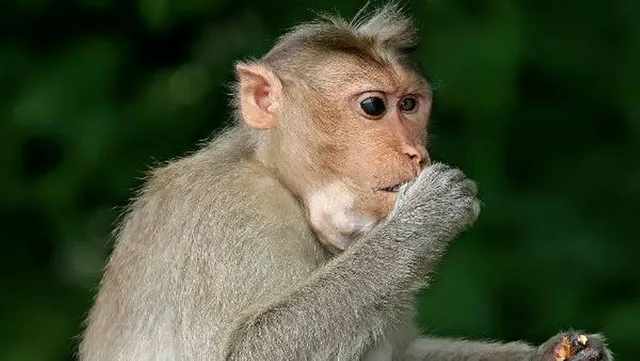 ଶୋଇଥିବା ଅବସ୍ଥାରେ ଯୁବକଙ୍କ ଠାରୁ ଫୋନ୍ ନେଇ ମାଙ୍କଡ଼ ନେଲା ସେଲଫି