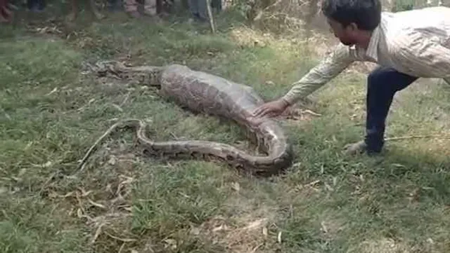 ଦେଖୁ ଦେଖୁ ନୀଳ ଗାଈକୁ ଗିଳି ଦେଲା ଅଜଗର