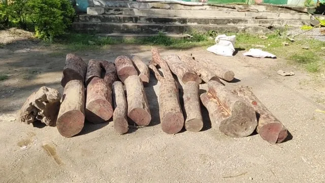 ପରିତ୍ୟକ୍ତ ଘରୁ ଜବତ ହେଲା ବିପୁଳ ପରିମାଣର ରକ୍ତ ଚନ୍ଦନ କାଠ