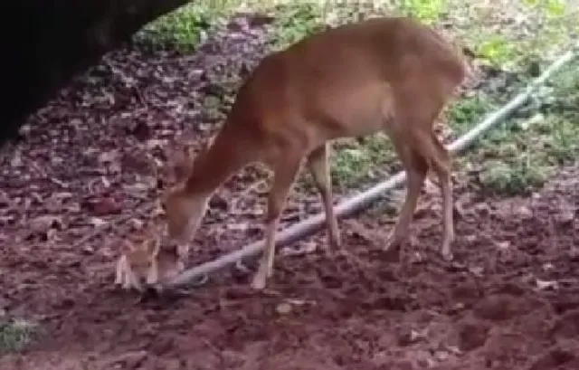 ନନ୍ଦନକାନନକୁ ଆସିଲେ ନୂଆ ଅତିଥି: ଜନ୍ମ ନେଲେ ୩ ମଣିପୁରି ହରିଣ ଛୁଆ