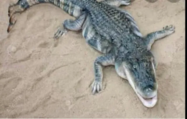 ଖରସ୍ରୋତା ନଦୀରେ କୁମ୍ଭୀର, ପାଣିରୁ ବାହାରି ଉପରେ ବୁଲିଲେ