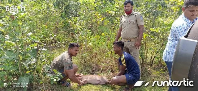 ମୁଜାଗଡ ବନାଞ୍ଚଳର ଏକ ପରିତ୍ୟକ୍ତ କୂଅରୁ ବାରହା ଛୁଆ ଉଦ୍ଧାର 