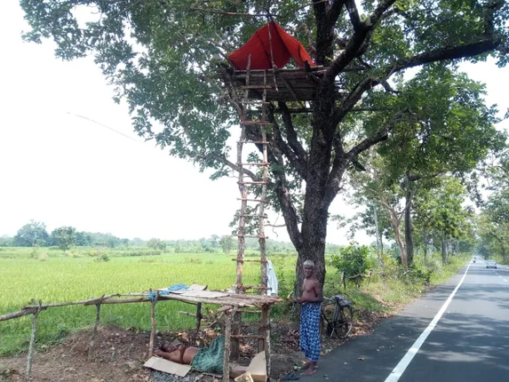 ମୁଜାଗଡ଼ ବନାଞ୍ଚଳରେ ମାତିଛନ୍ତି ୧୮ ଟିକିଆ ହାତୀପଲ, ମଞ୍ଚାବାନ୍ଧି ଫସଲ ଜଗୁଛନ୍ତି ଚାଷୀ