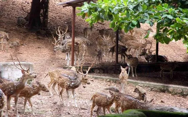 ୪ରୁ ଖୋଲିବ ରାଜ୍ୟର ସମସ୍ତ ଚିଡ଼ିଆଖାନା, ହରିଣ ପାର୍କ : ମାସ୍କ ବାଧ୍ୟତାମୂଳକ, ବରିଷ୍ଠ ନାଗରିକ, ଶିଶୁ ନ ଆସିବାକୁ ପରାମର୍ଶ