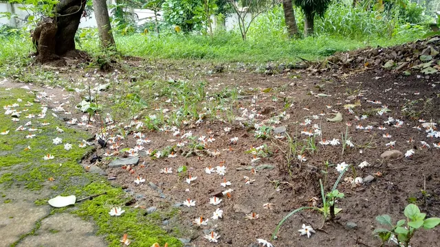 ନିମ୍ବ ଓ ଗଙ୍ଗଶିଉଳୀ ପରି ଏହି ସବୁ ଗଛକୁ ମଧ୍ୟ ଆପଣଙ୍କ ବାରିରେ ରଖନ୍ତୁ, ଉଚିତ ସମୟ‌ରେ କାମରେ ଆସିବ