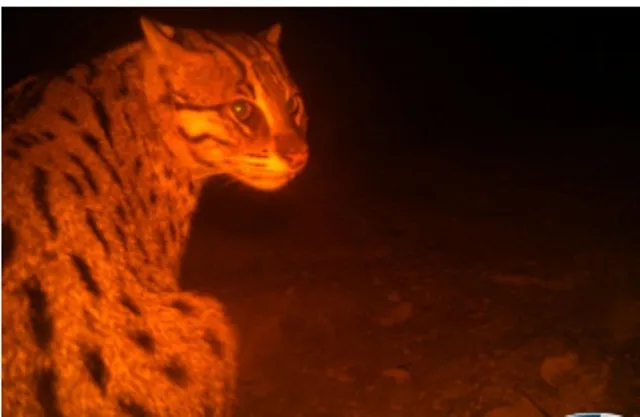 ଚିଲିକା ଆମ୍ବାସଡର ହେଲା ଫିସିଙ୍ଗ କ୍ୟାଟ୍‌