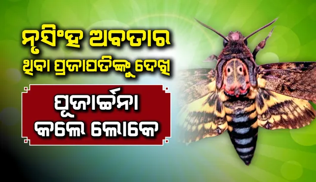 ଶିକ୍ଷକଙ୍କ ଘରେ ନୃସିଂହ ଅବତାର ଥିବା ପ୍ରଜାପତି: ପୂଜାର୍ଚ୍ଚନା କଲେ ଲୋକେ