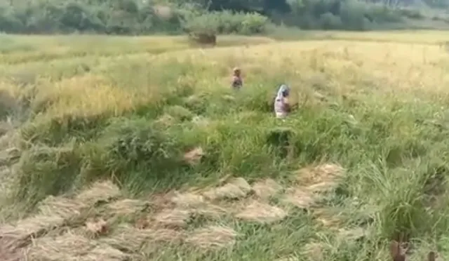 କନ୍ଧମାଳ ଜିଲ୍ଲାରେ ଚକଡ଼ା ପୋକ ଭୟରେ ଧାନ କାଟିଲେ ଚାଷୀ