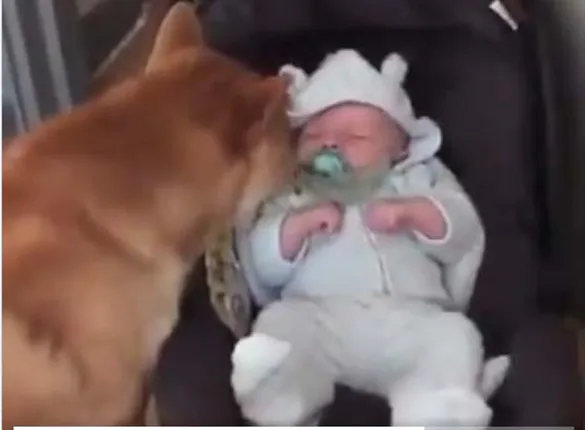 ଶିଶୁଟି ପାଖରେ ମା’ ନଥିବା ବେଳେ କୁକୁରଟି କିପରି ଝୁଲଣାରେ ଝୁଲାଇ ଶୁଆଇ ପକାଇବାକୁ ଚେଷ୍ଟା କରୁଛି ଦେଖନ୍ତୁ