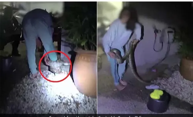  ଅଜଗର ଓ ବିଲେଇ ମଧ୍ୟରେ ଚାଲିଥିବା ଲଢ଼େଇ ମଝିରେ ପଶିବା ମହିଳାଙ୍କୁ ମହଙ୍ଗା ପଡ଼ିଲା