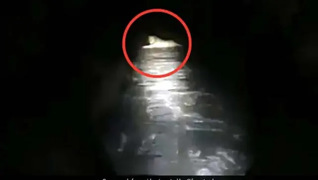 ରାତିରେ ଘରକୁ ଫେରୁଥିବା ‌ବେ‌ଳେ ସିଂହ ହାବୁଡ଼ରେ ପଡ଼ିଲେ ବନ କର୍ମଚାରୀ, କହିଲେ ଏଭଳି କଥା କି ଆପଣାଛାଏଁ ଜଙ୍ଗଲକୁ ଚାଲିଗଲା ସିଂହ