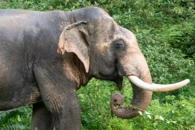 ହାତୀ ଆକ୍ରମଣରେ ଜଣେ ମୃତ ଓ ଅନ୍ୟ ଜଣେ ଗୁରୁତର