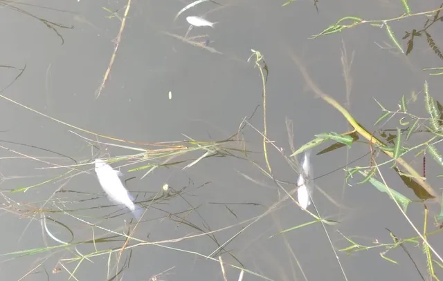 ପୋଖରୀରେ ଭାସୁଛି ମଲା ମାଛ, ଗାଁ ଲୋକେ ଆତଙ୍କିତ