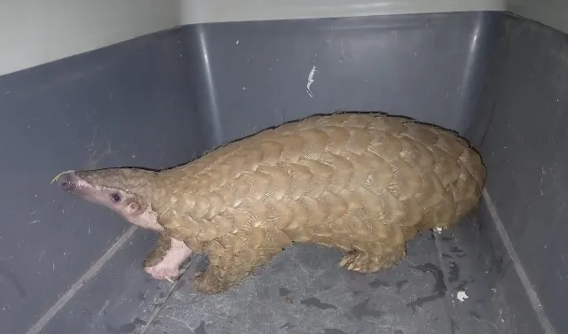 ଏସଟିଏଫ୍ ଦ୍ବାରା ବଜ୍ରକାପ୍ତା ଉଦ୍ଧାର, ଦୁଇ ଗିରଫ