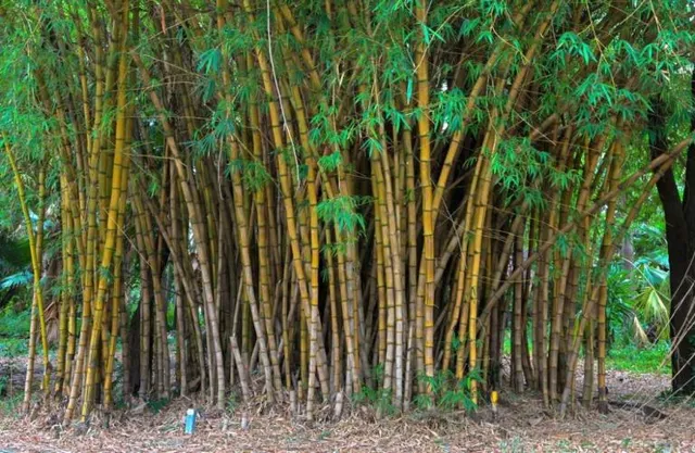 ଜାତୀୟ ବାମ୍ବୋ ମିସନ୍‌ରେ ଓଡ଼ିଶାକୁ ମିଳିଛି ୬.୭୭ କୋଟି ଟଙ୍କା