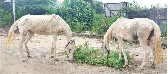 ମହାରାଷ୍ଟ୍ରରୁ ଆସିଥିବା ଘୋଡ଼ାଙ୍କୁ ରୋଗିଣା କଲା କରୋନା