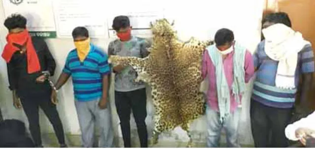 ବାଘ ଚମଡ଼ା ଜବତ, ୫ ଯୁବକ ଗିରଫ