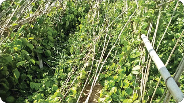 ୧୭ ମାସ ପୂରିଲା, ପାନ ଚାଷୀ ପାଇଲେନି ଫନି କ୍ଷତିପୂରଣ