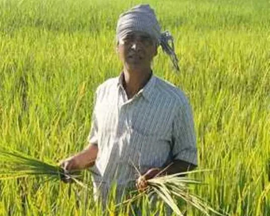 ନିଶ୍ଚିନ୍ତକୋଇଲିରେ ଚକଡ଼ା ପୋକ ଆତଙ୍କ