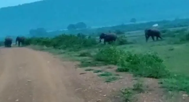 କାମାକ୍ଷାନଗର: ବ୍ୟାପକ ଧାନ ଫସଲ ନଷ୍ଟ କରୁଛନ୍ତି ୨୨ଟିକିଆ ହାତୀପଲ