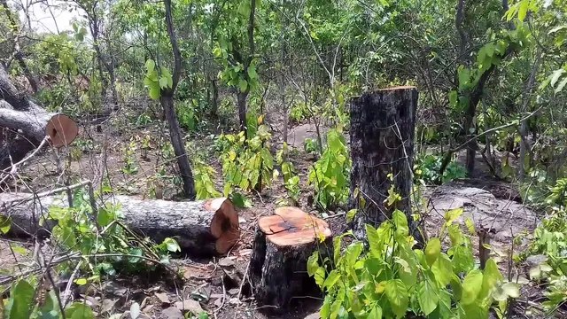 ଅବକ୍ଷୟ ମୁହାଁ ଉତ୍ତର ଓ ଦକ୍ଷିଣ ଘୁମୁସର ବନଖଣ୍ଡ