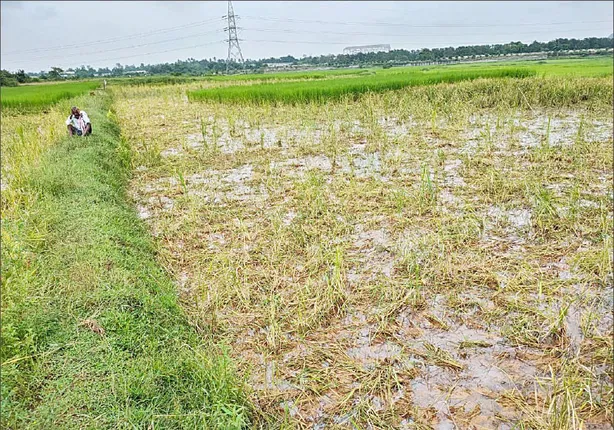 ମାତିଛନ୍ତି ବାର୍‌ହା ପଲ, ଉଜାଡ଼ିଲେ ଧାନ ଫସଲ