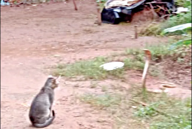 ନାଗ ମୁହଁରୁ ବର୍ତିଲା ଶିଶୁ, ରକ୍ଷାକବଚ ସାଜିଲା ପୋଷା ବିଲେଇ