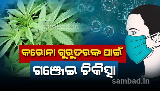 କରୋନା ଗୁରୁତରଙ୍କ ପାଇଁ ବ୍ୟବହାର ହୋଇପାରେ ଗଞ୍ଜେଇ ଚିକିତ୍ସା!