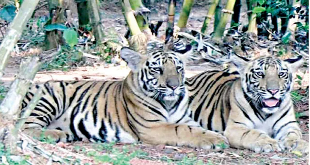 ଅନ୍‌ଲାଇନ୍‌ରେ ହେବ ବାଘୁଣୀ ସ୍ନେହା ଶାବକଙ୍କ ନାମକରଣ, ନନ୍ଦନକାନନ ୱେବ୍‌ସାଇଟ୍‌ରେ ନାଁ ରଖିବେ ପର୍ଯ୍ୟଟକ